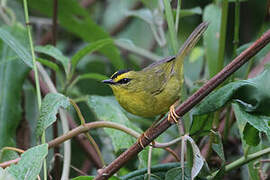 Black-crested Warbler