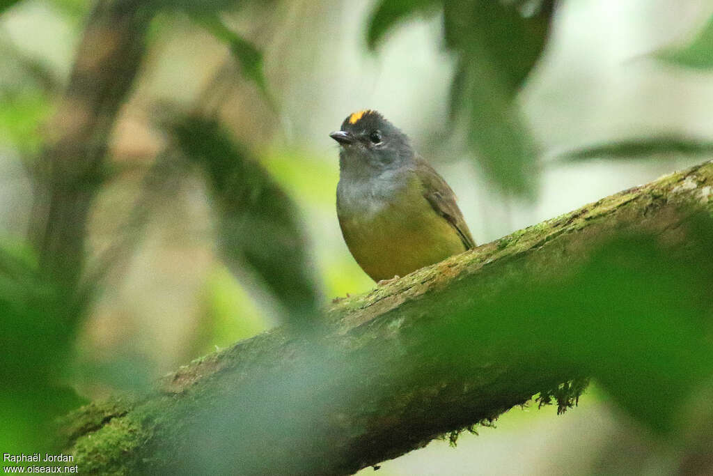 Paruline à cou grisadulte, portrait