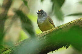 Grey-throated Warbler