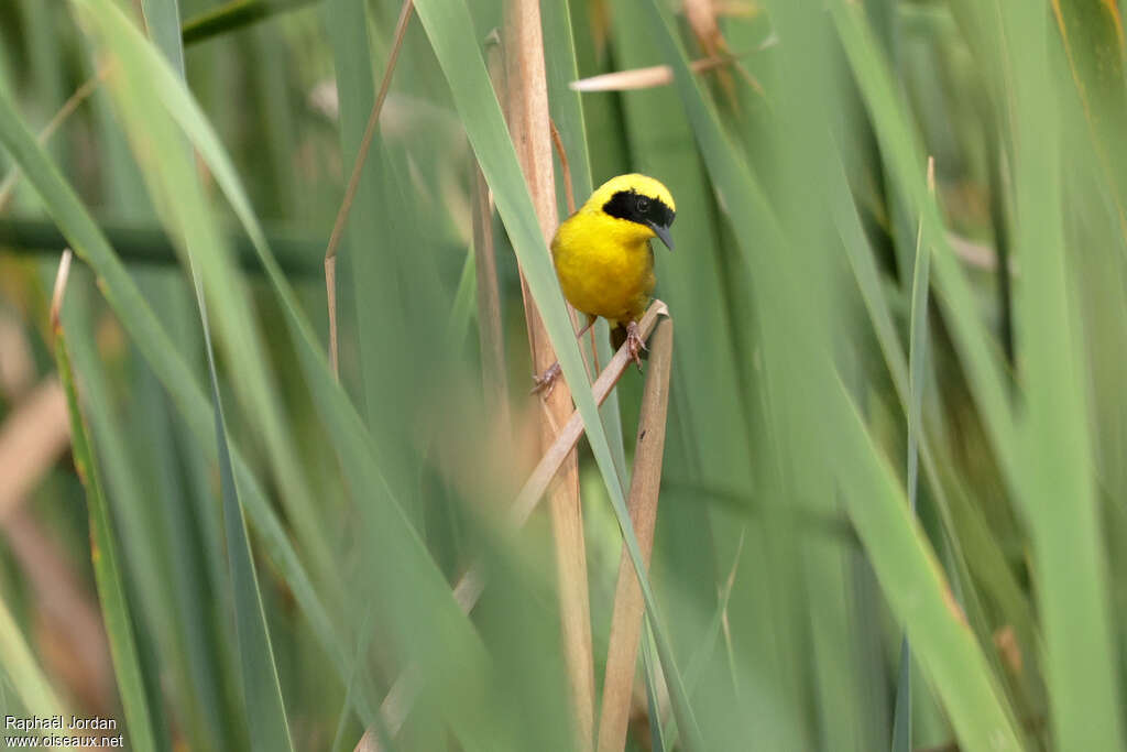 Paruline à couronne jaune mâle adulte