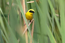 Paruline à couronne jaune