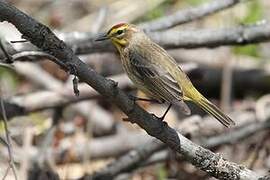 Palm Warbler