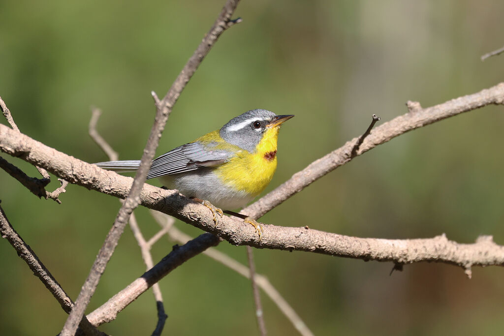 Crescent-chested Warbler