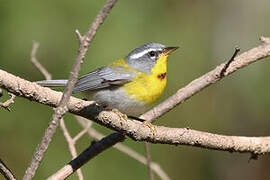 Crescent-chested Warbler