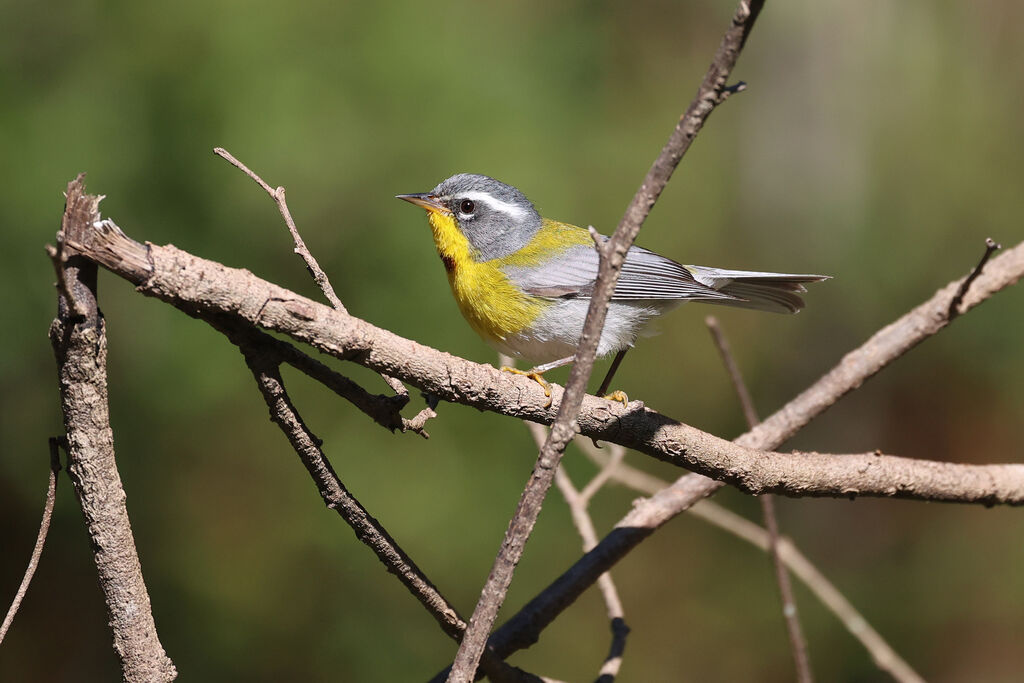 Crescent-chested Warbleradult