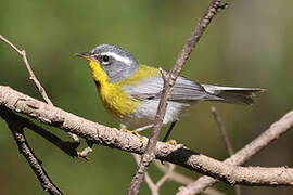 Crescent-chested Warbler