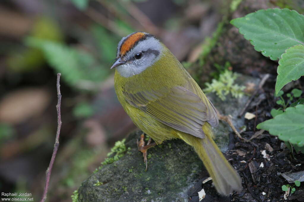 Paruline à diadèmeadulte, identification