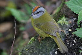 Russet-crowned Warbler