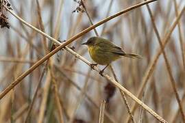 Black-polled Yellowthroat