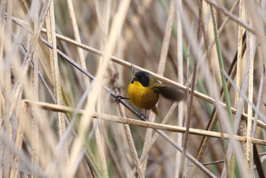 Black-polled Yellowthroat male adult