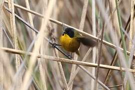 Black-polled Yellowthroat