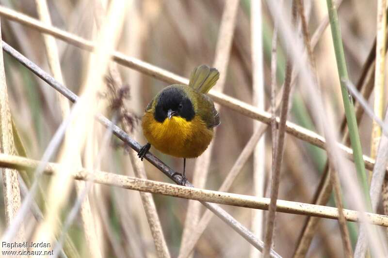 Black-polled Yellowthroat male adult