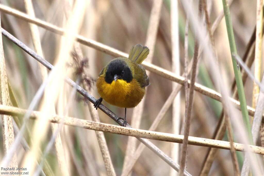 Paruline à face noire mâle adulte