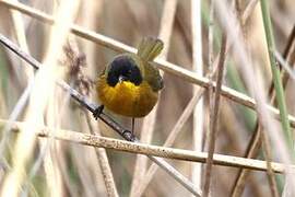 Black-polled Yellowthroat