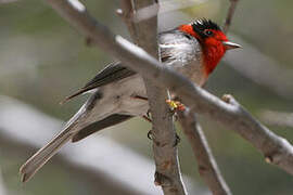 Red-faced Warbler