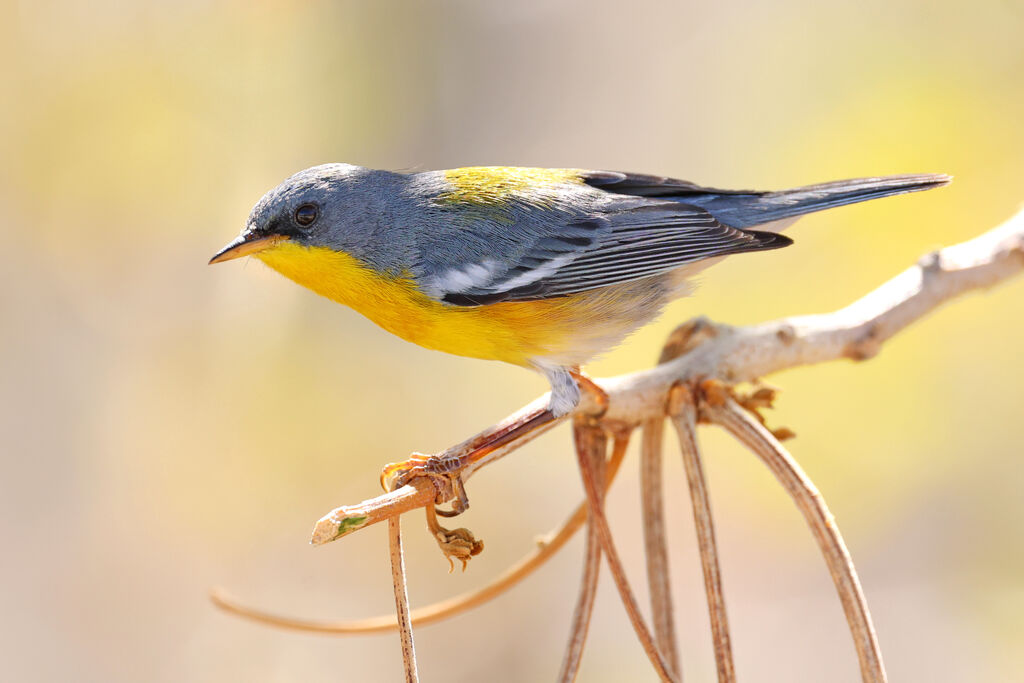 Tropical Parula