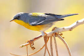 Tropical Parula