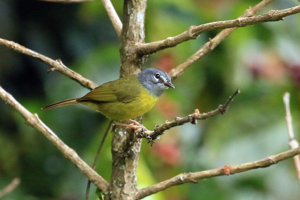 White-lored Warbleradult