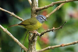 White-lored Warbler