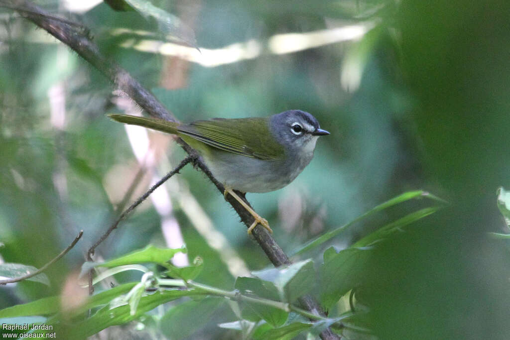 White-rimmed Warbleradult, identification