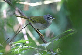 White-rimmed Warbler