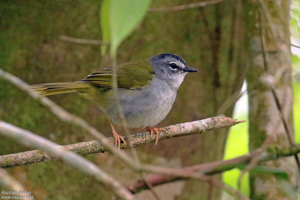 White-rimmed Warbleradult, identification