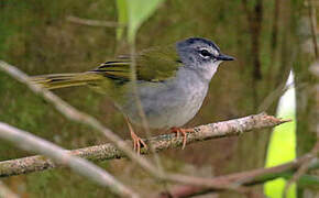 White-rimmed Warbler