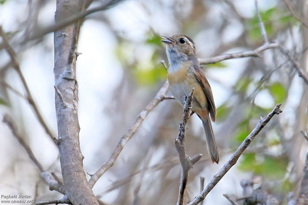 Grey-throated Chatimmature, identification