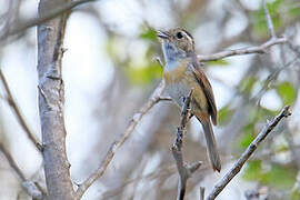 Grey-throated Chat