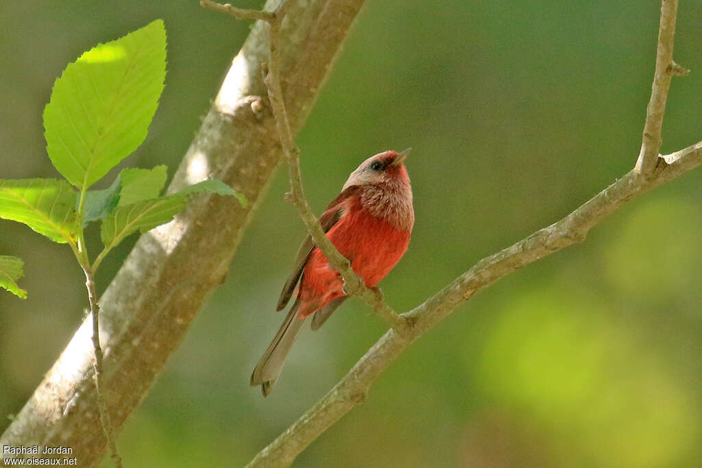 Pink-headed Warbleradult, identification