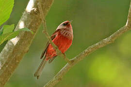 Pink-headed Warbler