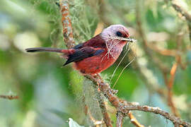 Pink-headed Warbler