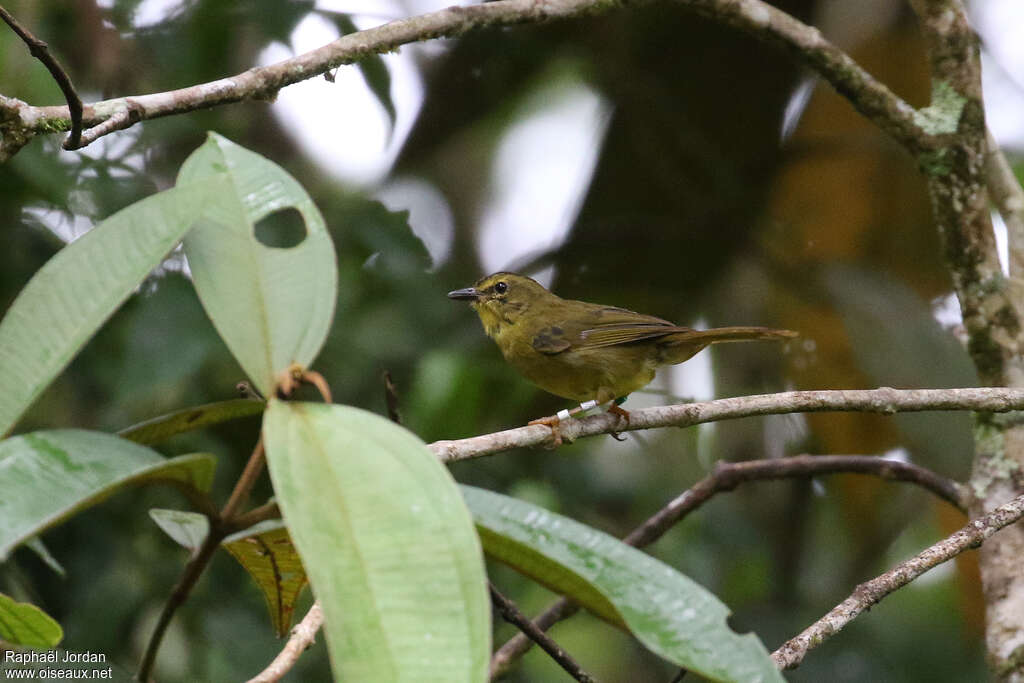 Cuzco Warbleradult, identification, song