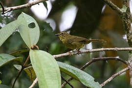 Cuzco Warbler