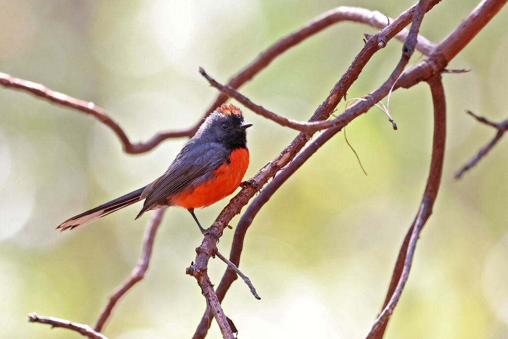 Slate-throated Whitestart