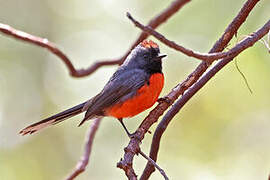 Slate-throated Whitestart