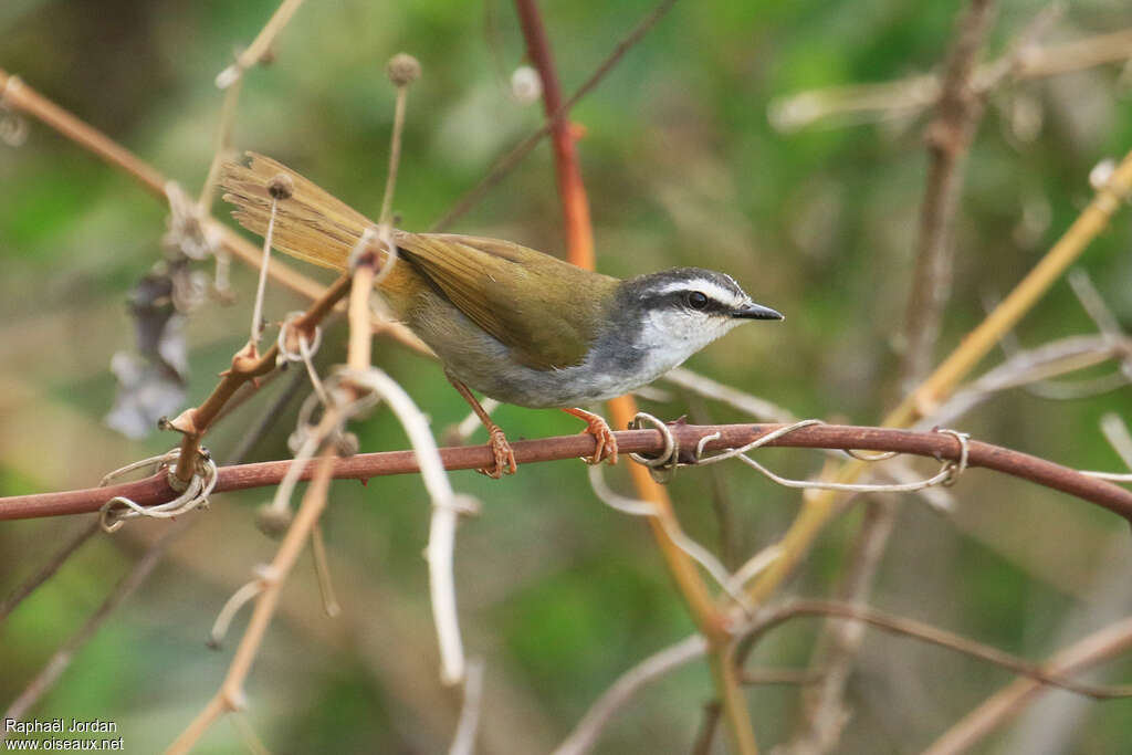 Paruline bridéeadulte