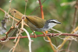 White-striped Warbler