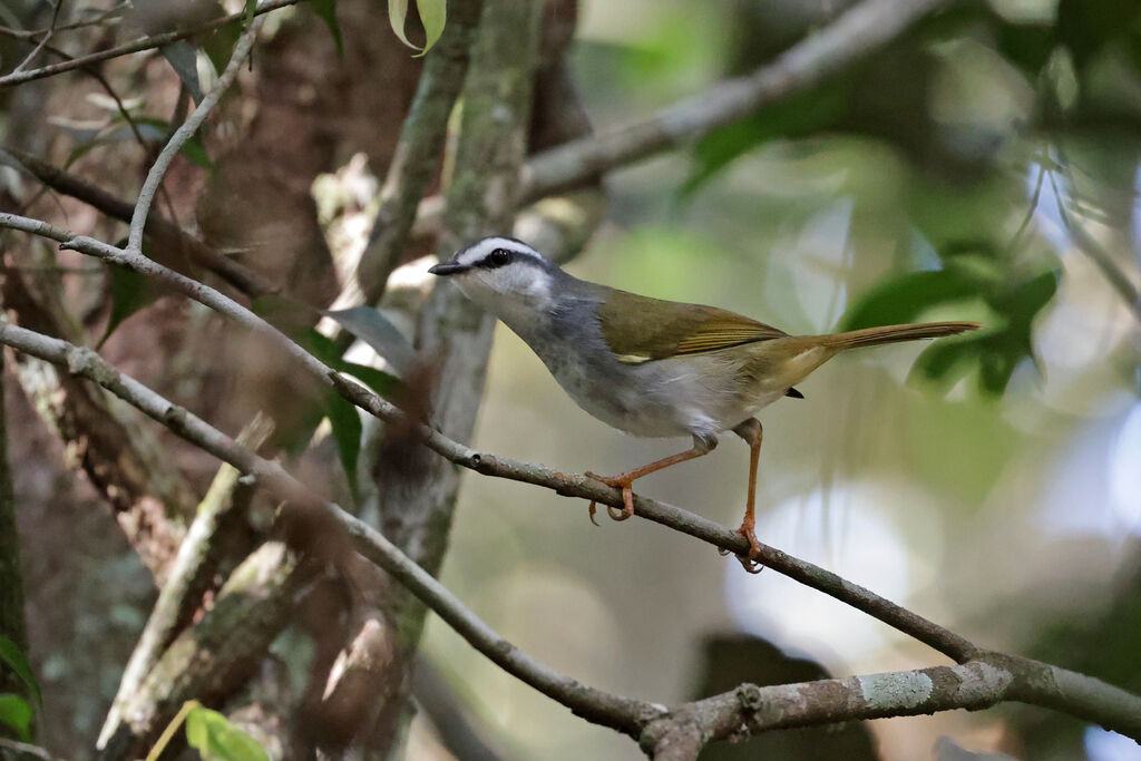 White-striped Warbler