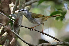 White-striped Warbler