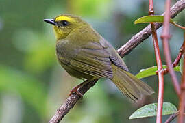 Citrine Warbler