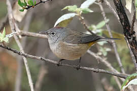 Colima Warbler