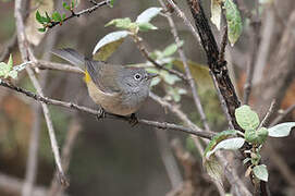 Colima Warbler