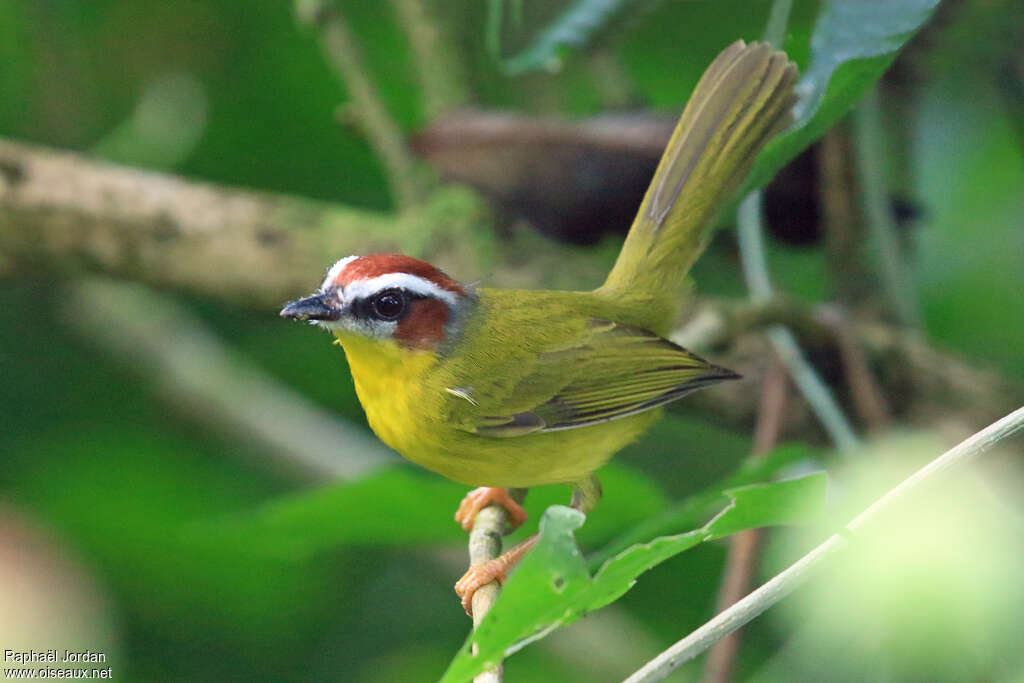 Chestnut-capped Warbleradult, identification