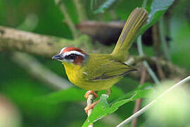 Chestnut-capped Warbler