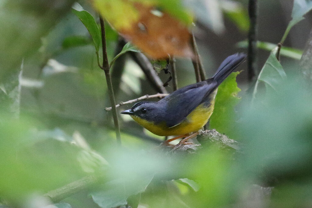 Grey-and-gold Warbleradult