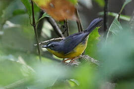 Grey-and-gold Warbler