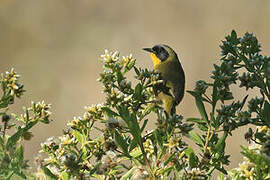 Hooded Yellowthroat