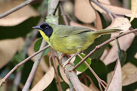 Olive-crowned Yellowthroat