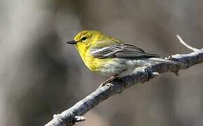 Pine Warbler